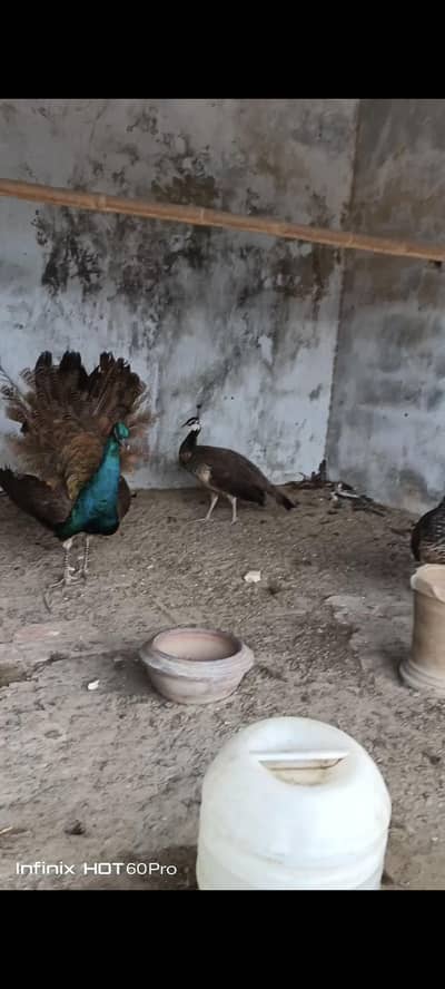 peacocks for sale