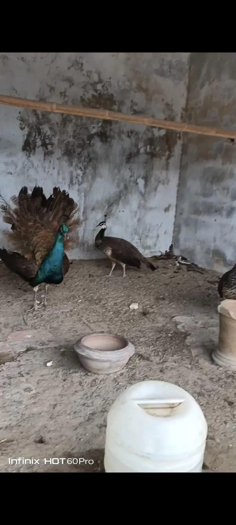 peacocks for sale