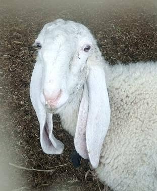 Dumbi For Sell larkana nasel ki hai