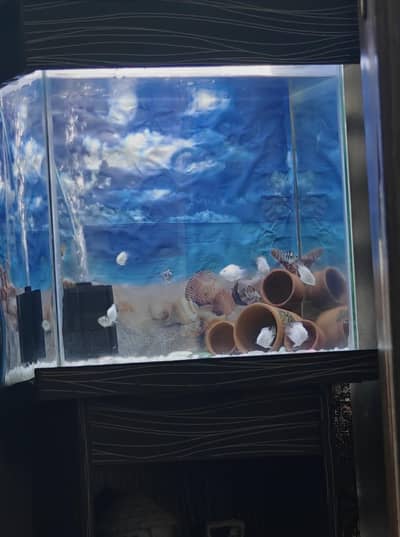 10 Polar parrot Fish piece