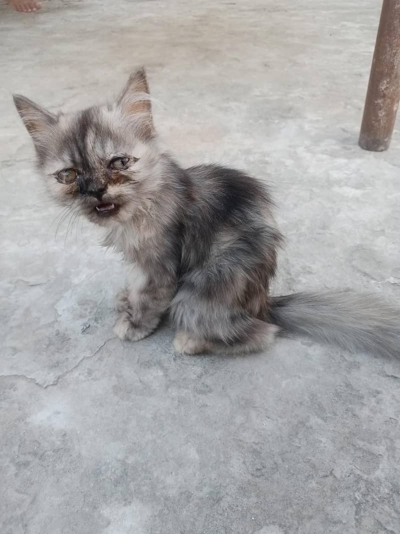 cat  1