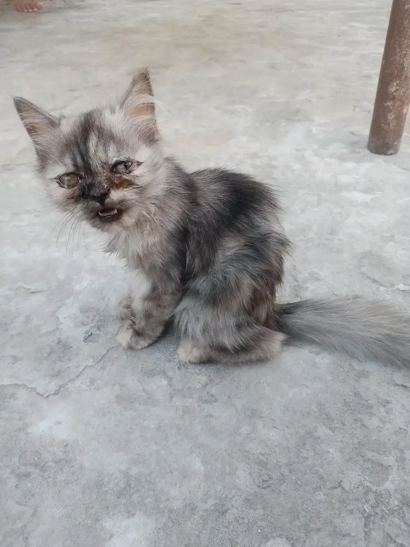 cat  — photo 2