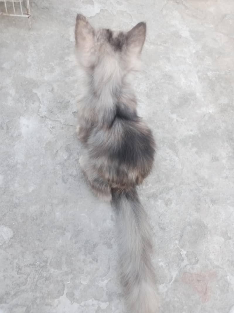 cat  2
