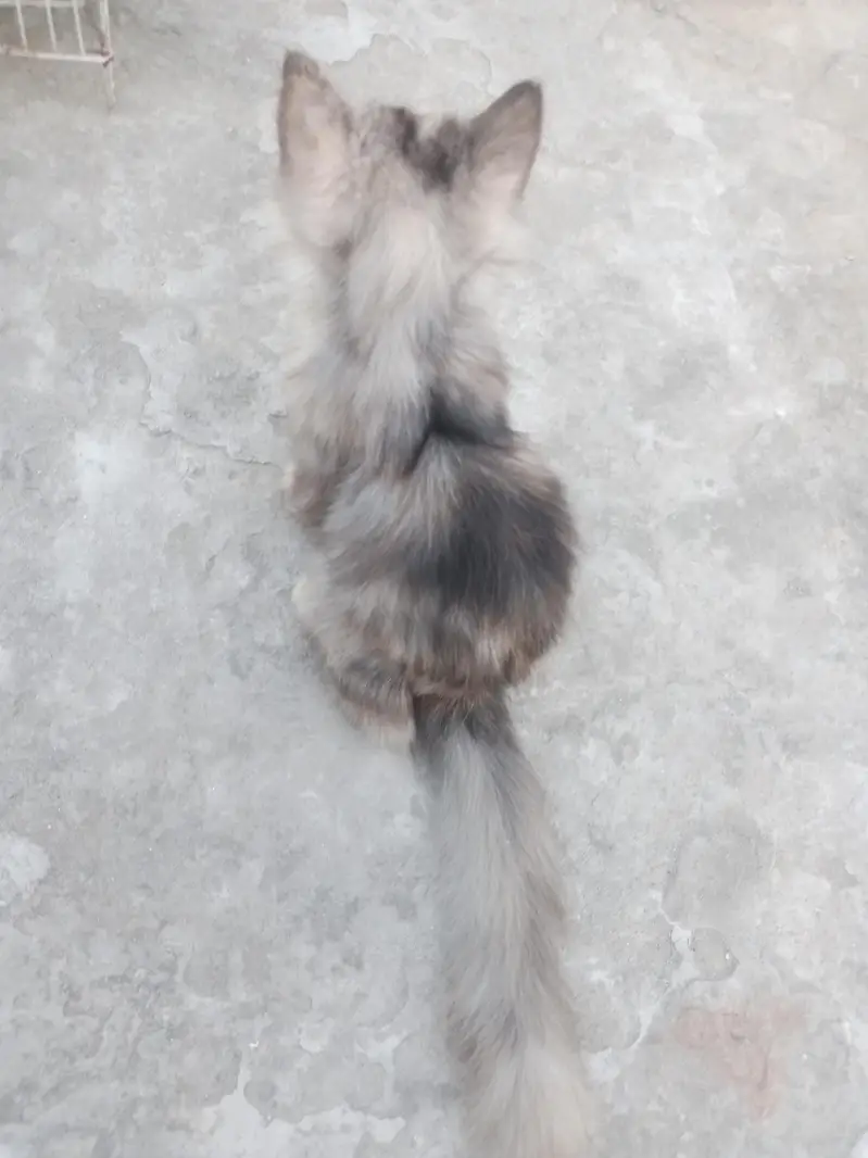 cat  — photo 3
