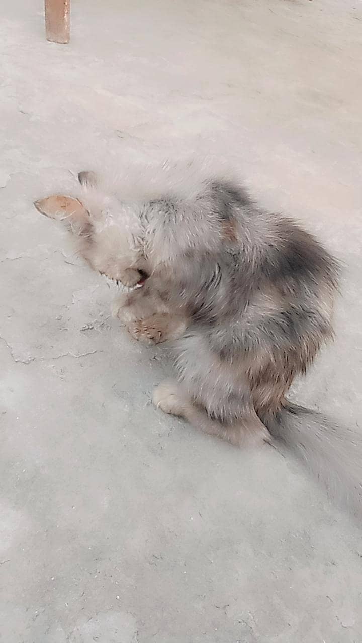 cat  3