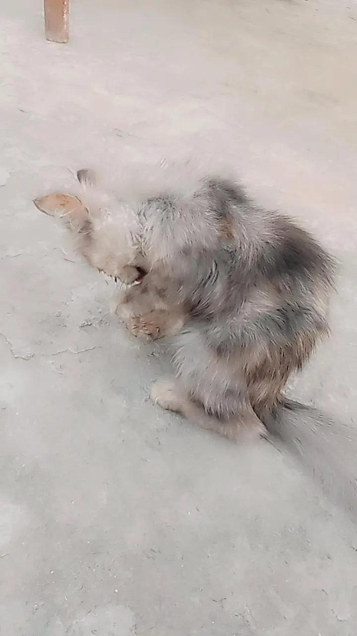 cat  — photo 4