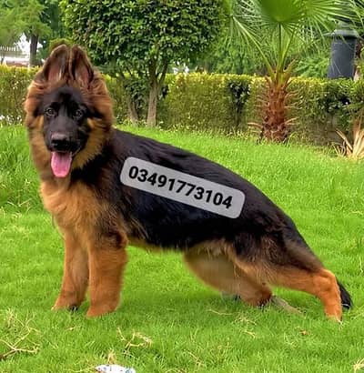 Long coat import class long coat female for sale