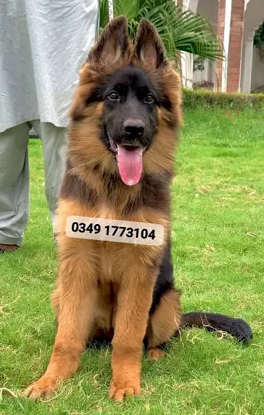 Long coat import class long coat female for sale — photo 2