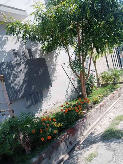 Ali Hamza 