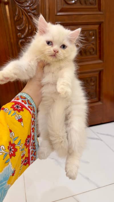 Premium Blue Eyes Persian Himalyn Kittens | Healthy & Playful |