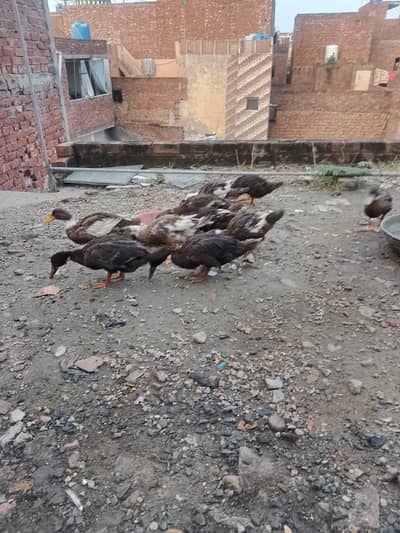 Ducks for sale argent /0/3/2/9/7/5/8/6/0/8/2 My  WhatsApp number