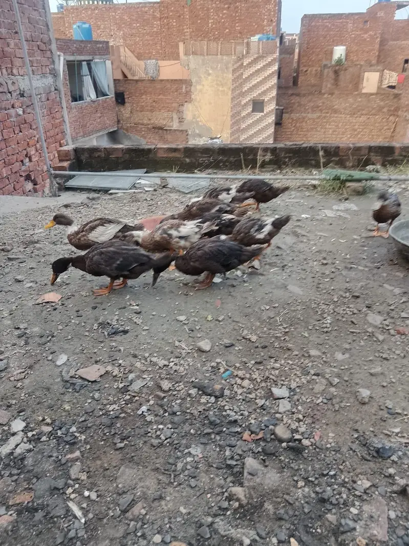 Ducks for sale argent /0/3/2/9/7/5/8/6/0/8/2 My  WhatsApp number