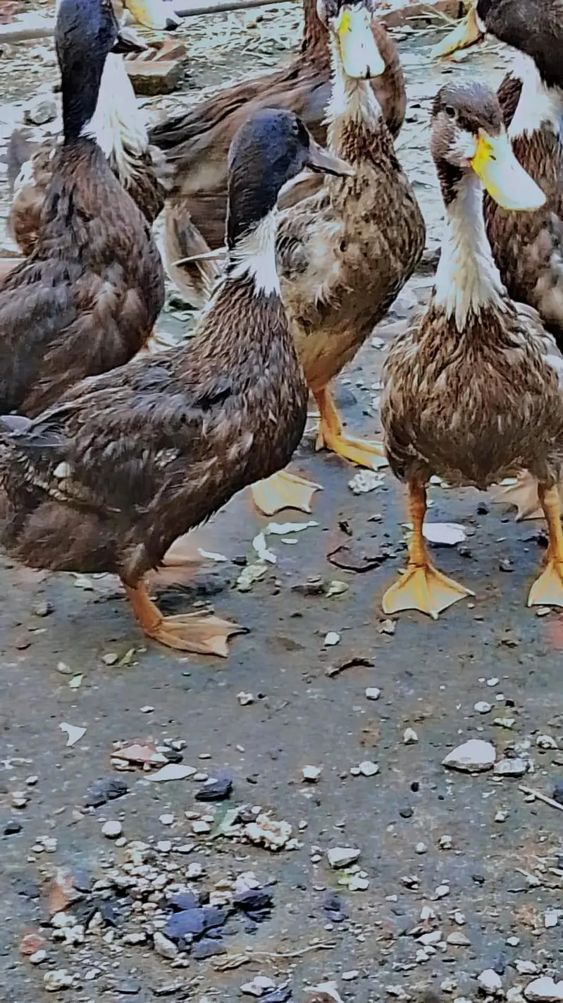 Ducks for sale argent /0/3/2/9/7/5/8/6/0/8/2 My  WhatsApp number — photo 2