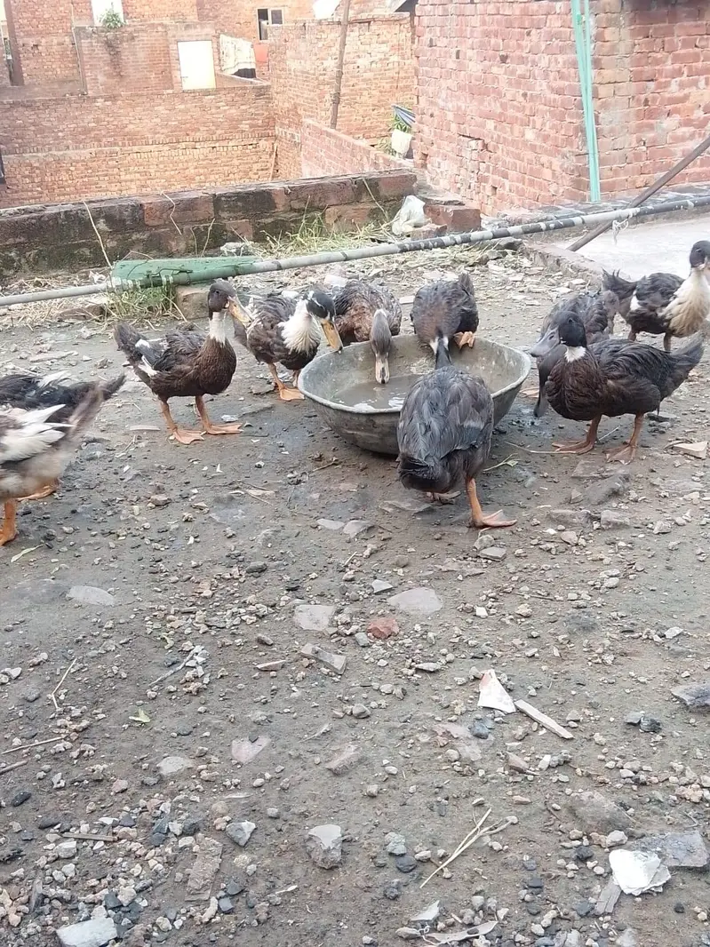 Ducks for sale argent /0/3/2/9/7/5/8/6/0/8/2 My  WhatsApp number — photo 3
