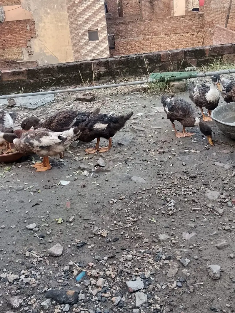 Ducks for sale argent /0/3/2/9/7/5/8/6/0/8/2 My  WhatsApp number — photo 4