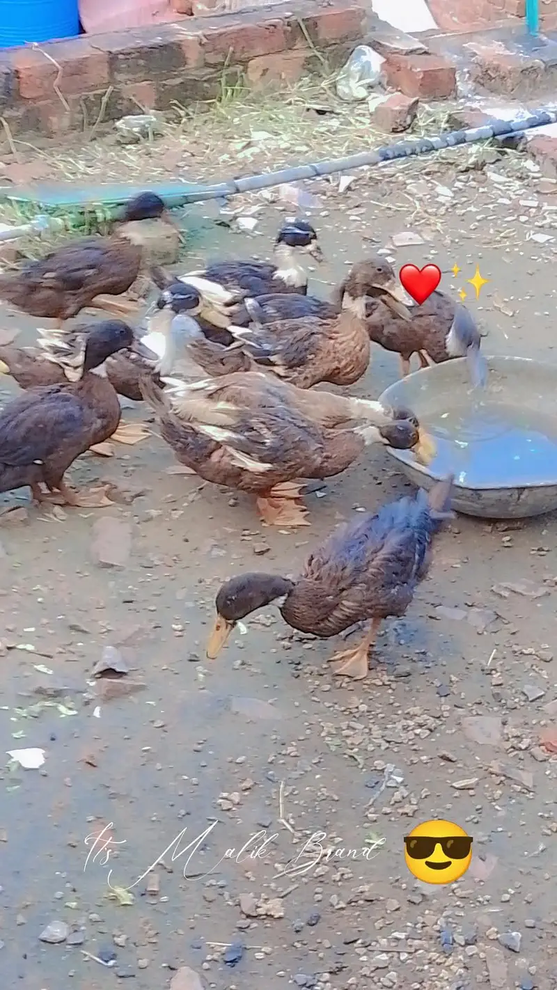 Ducks for sale argent /0/3/2/9/7/5/8/6/0/8/2 My  WhatsApp number — photo 5