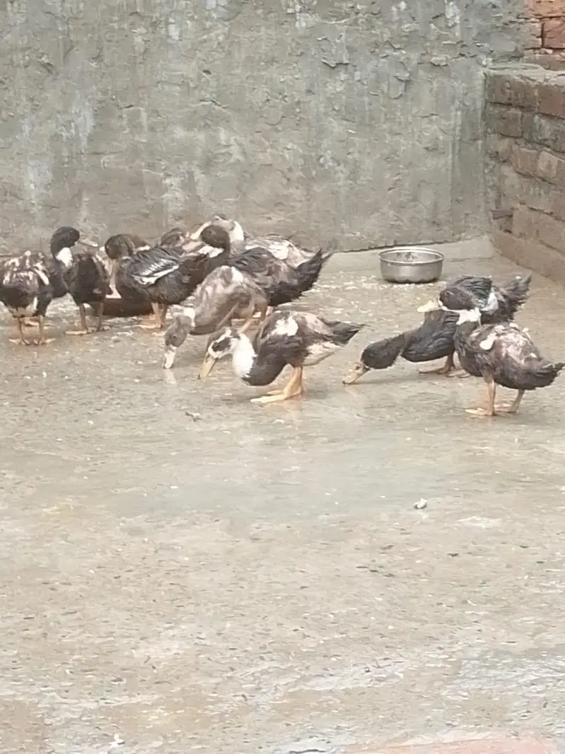 Ducks for sale argent /0/3/2/9/7/5/8/6/0/8/2 My  WhatsApp number — photo 6