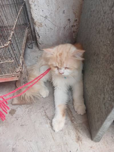 persion cat for sale