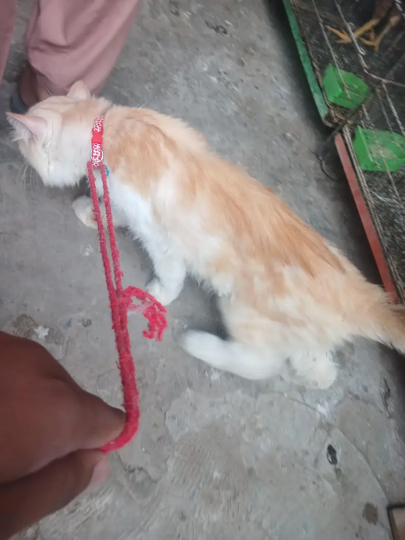 persion cat for sale — photo 2