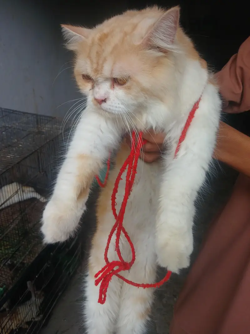 persion cat for sale — photo 3