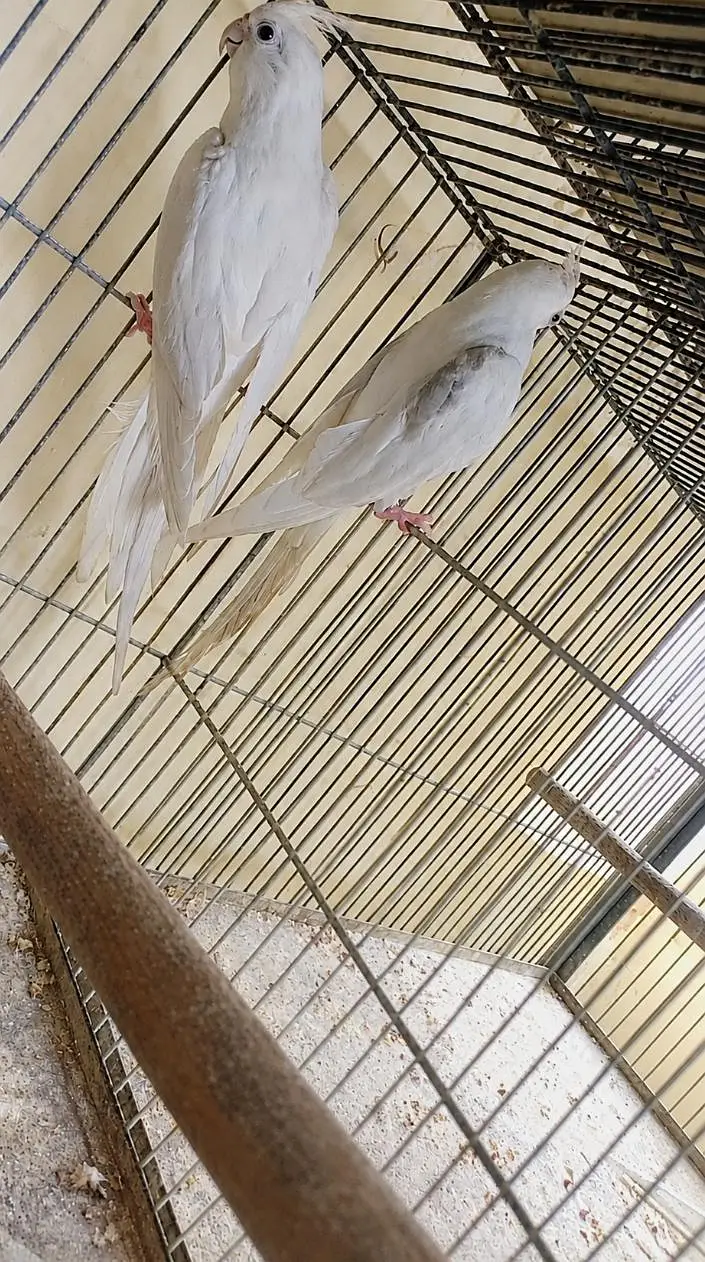 V pied breeder pair. — photo 2