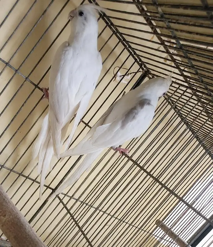 V pied breeder pair. — photo 3