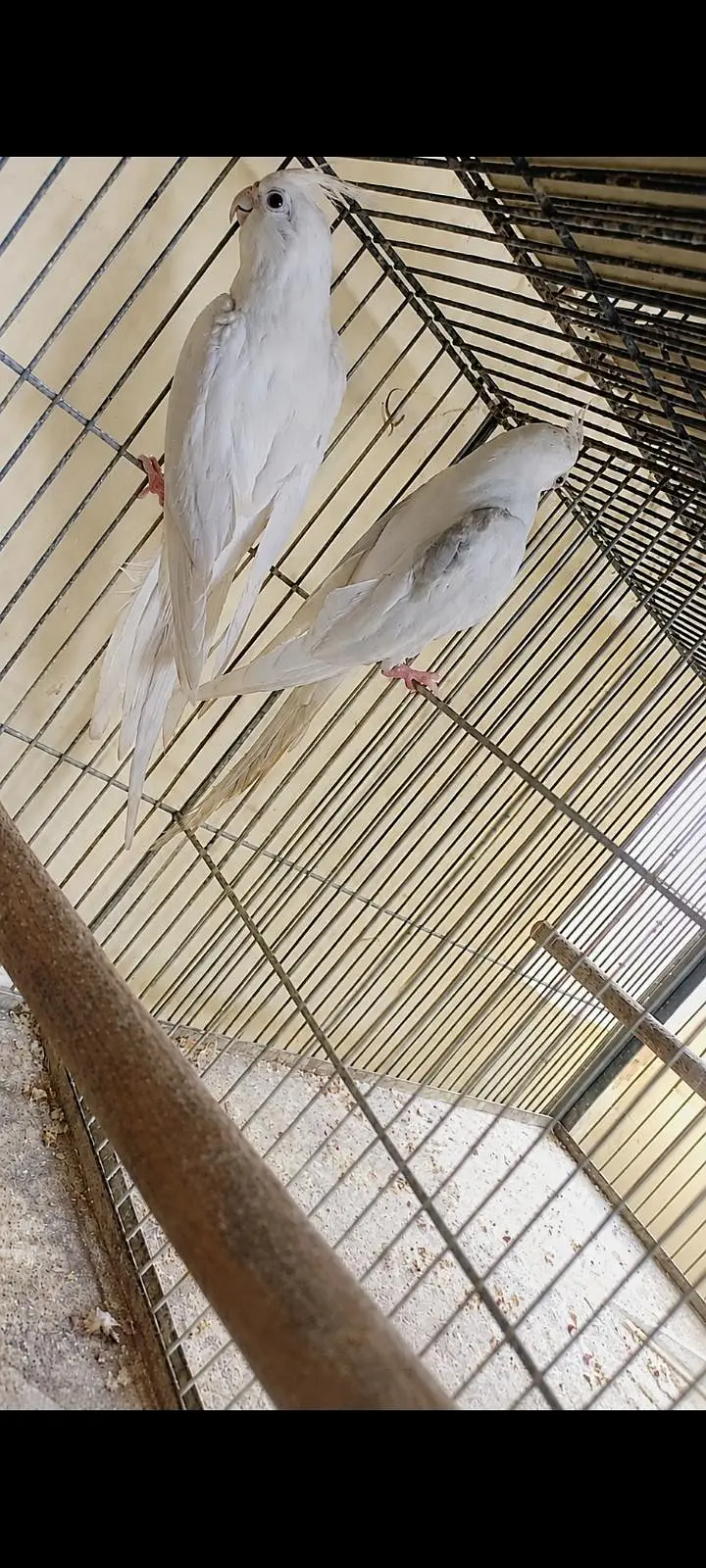 V pied breeder pair. — photo 4