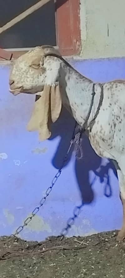 pure makhi cheeni bakri