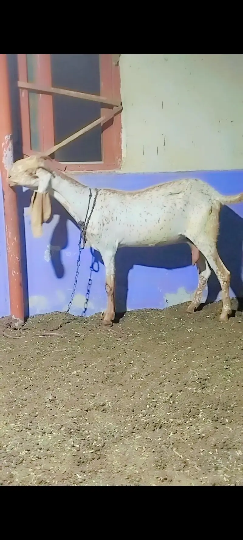 pure makhi cheeni bakri — photo 2