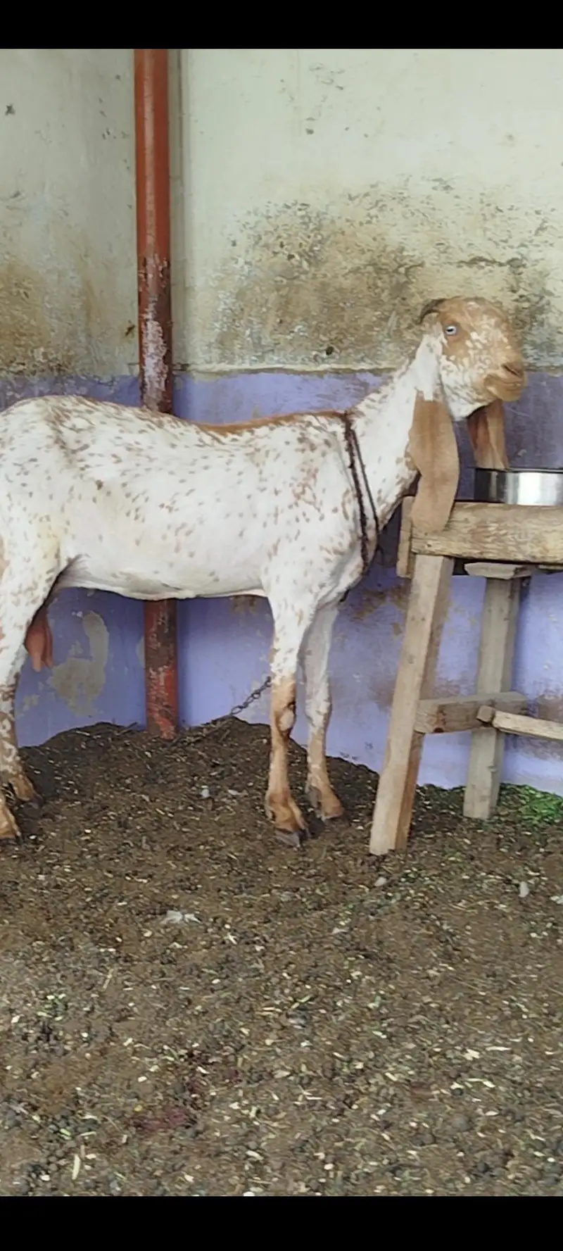 pure makhi cheeni bakri — photo 3