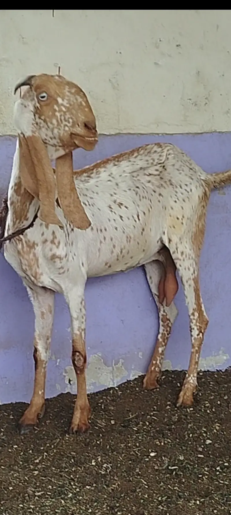 pure makhi cheeni bakri — photo 4