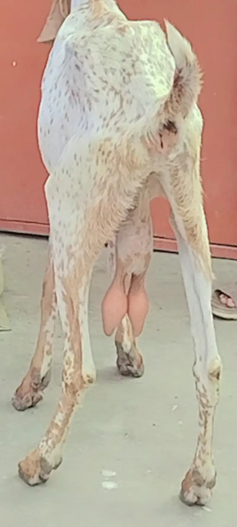 pure makhi cheeni bakri — photo 5
