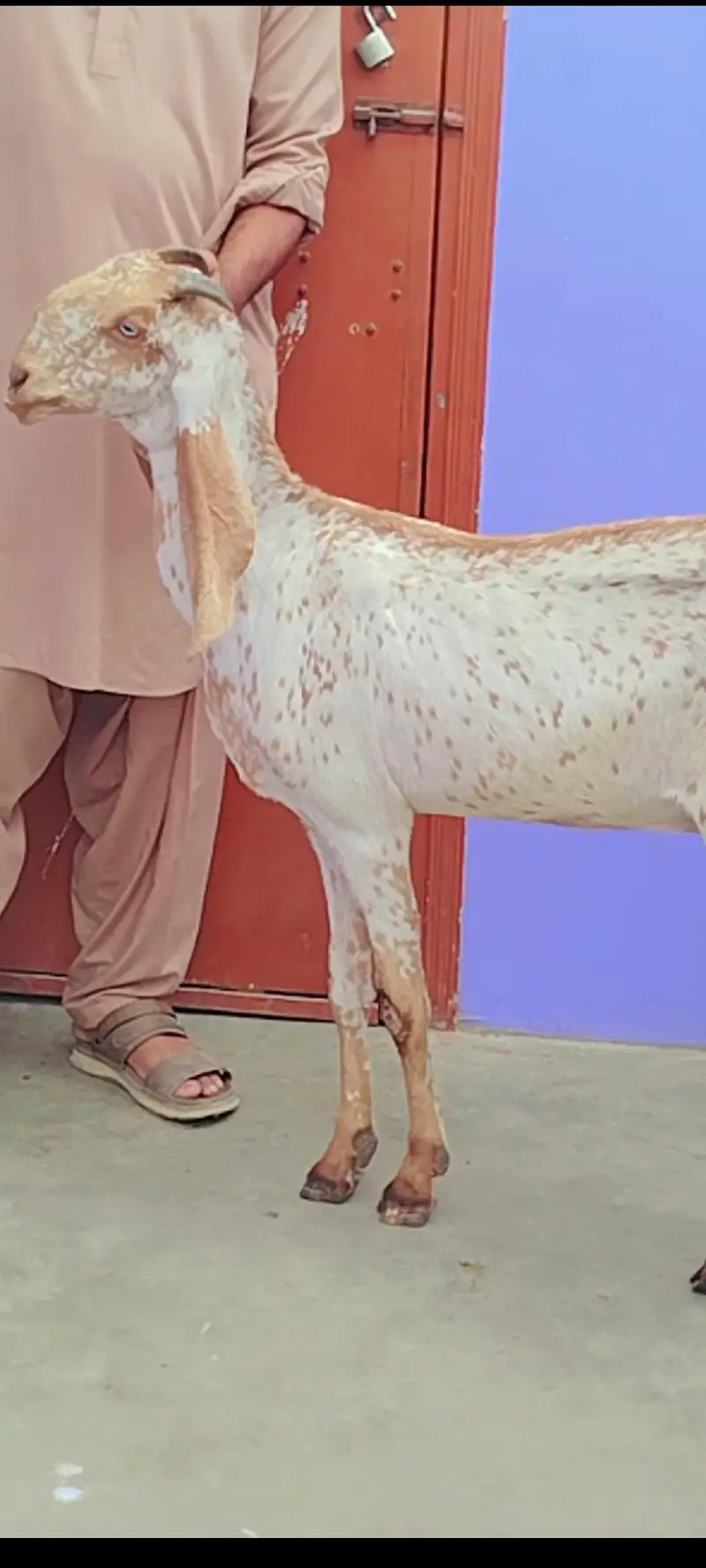 pure makhi cheeni bakri — photo 7
