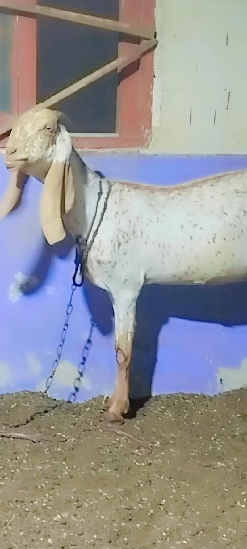 pure makhi cheeni bakri — photo 8