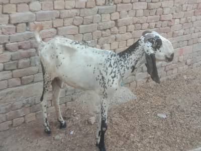 bakri for sale ghaban hony ko tyar ha