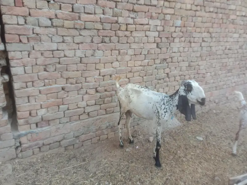 bakri for sale ghaban hony ko tyar ha — photo 2