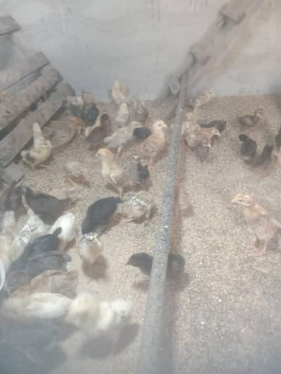 chicks for sale