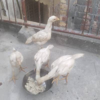 Shamo chiks