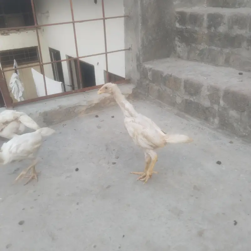Shamo chiks — photo 2
