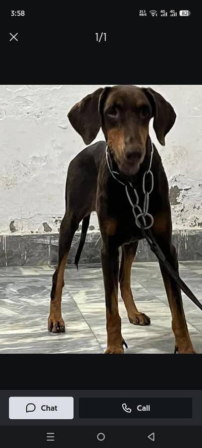 Doberman female