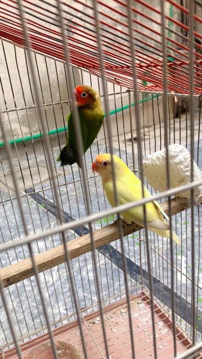 Breeding pair urgent For sale