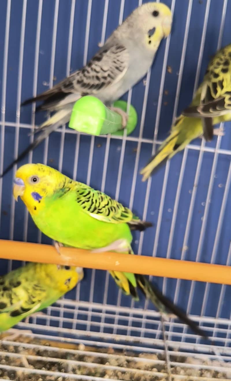 budgie 1