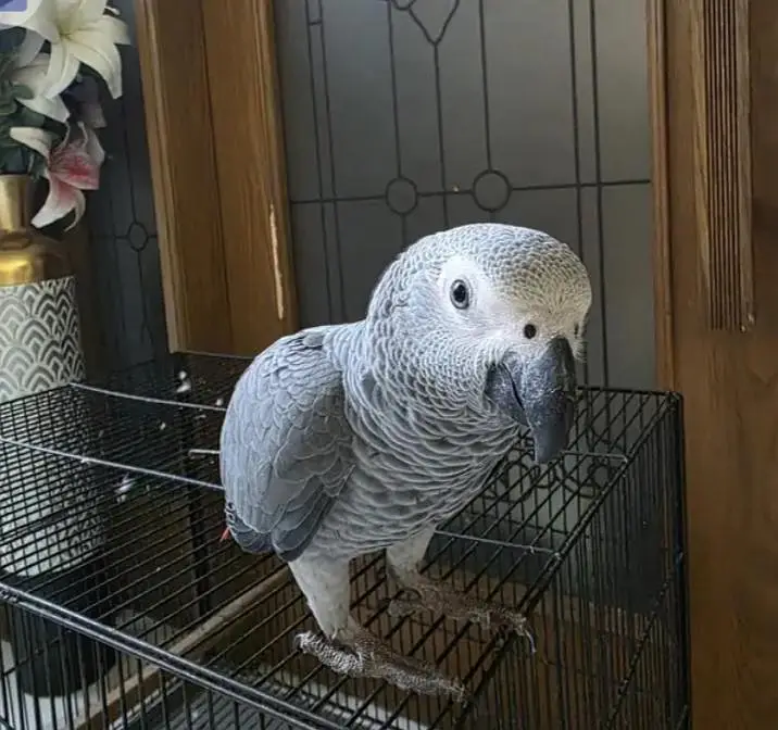 African grey parrot chicks for sale (03098424950) — photo 2