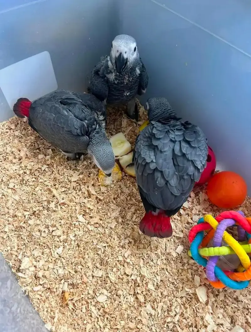 African grey parrot chicks for sale (03098424950) — photo 3