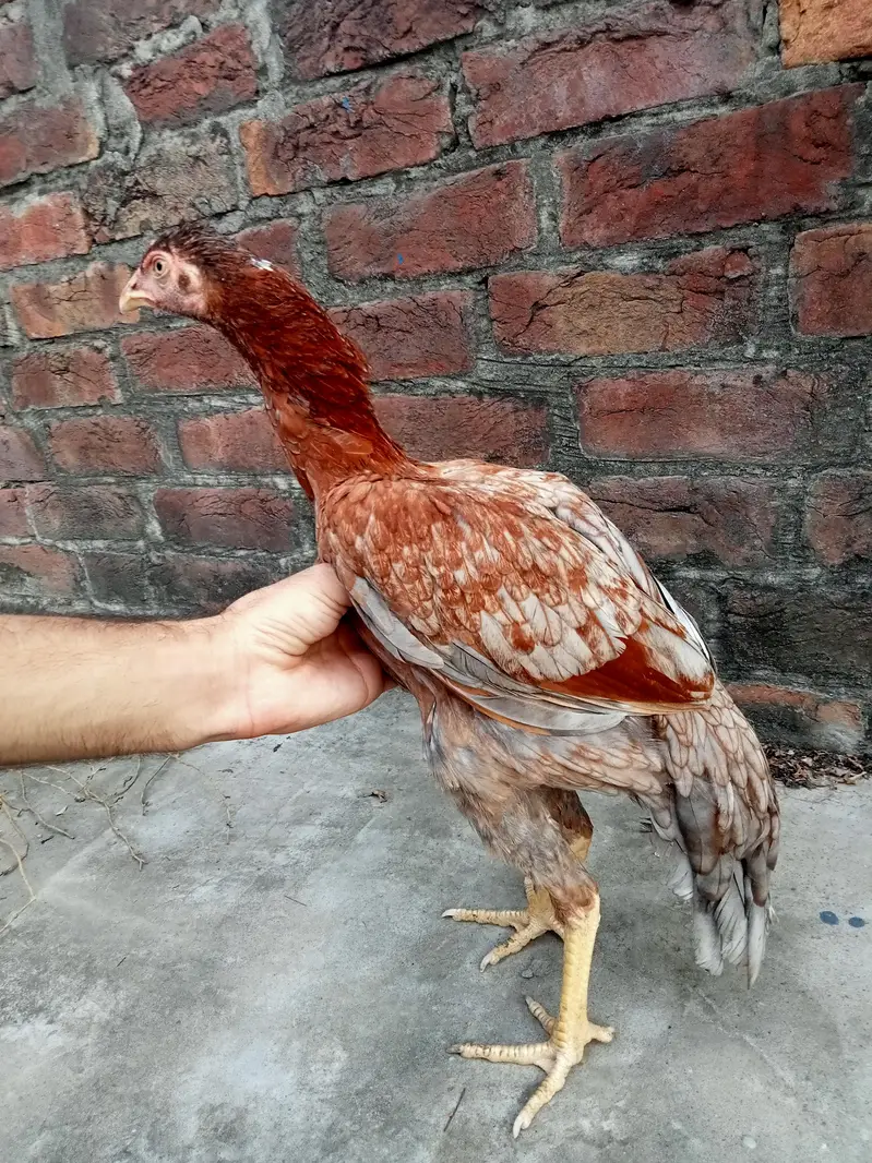 aseel Pakistani female — photo 2