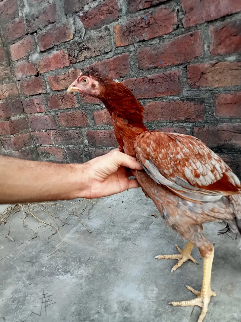 aseel Pakistani female — photo 4
