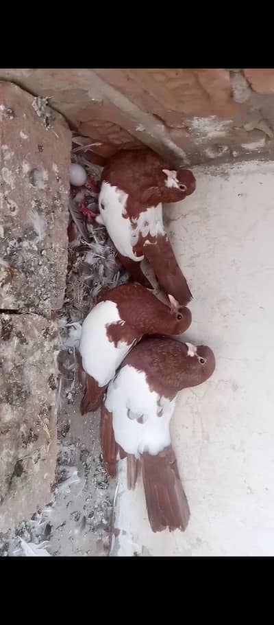 Khal breeder pair with chick