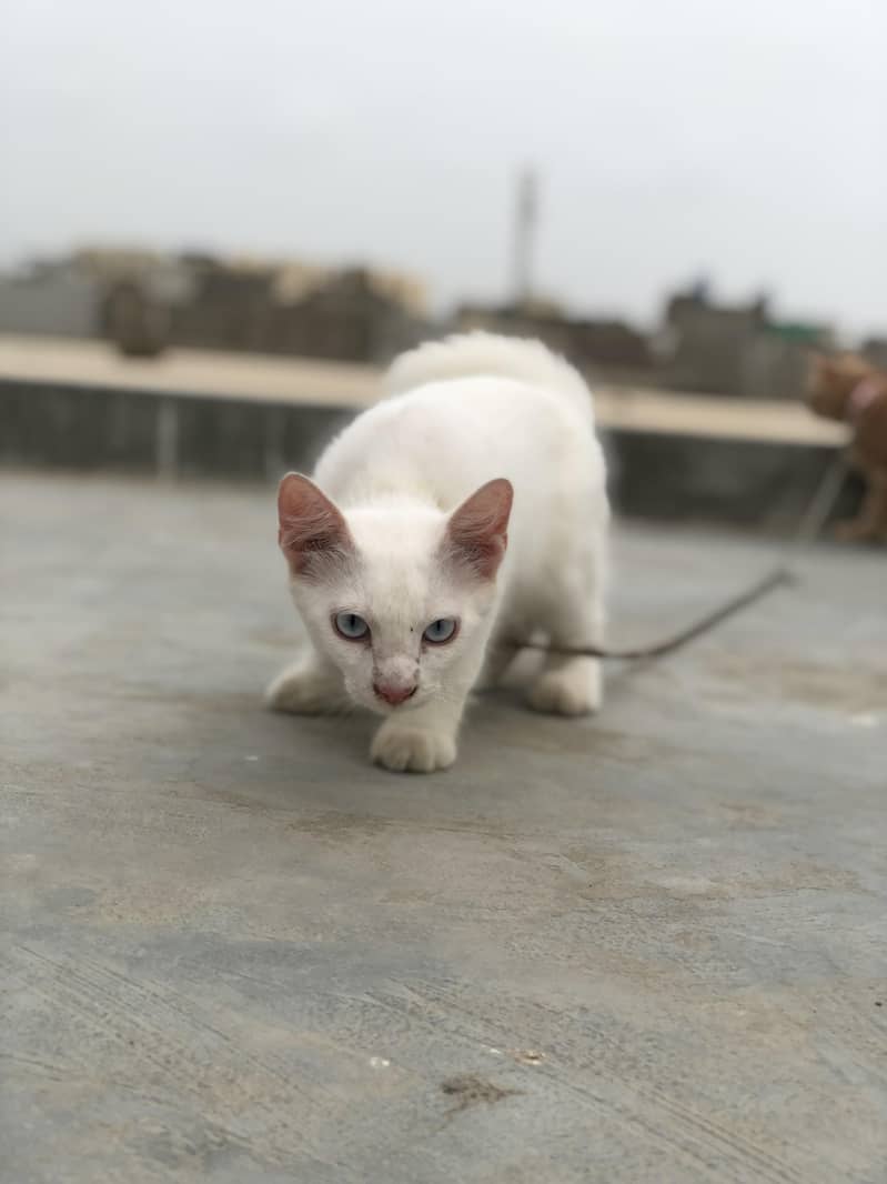 Persian Cats | Persian kittens | white cat | brown cat  | cat pair 0