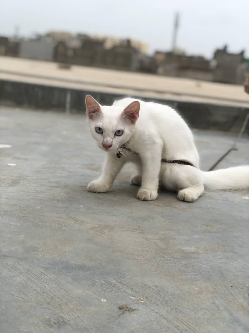 Persian Cats | Persian kittens | white cat | brown cat  | cat pair 1