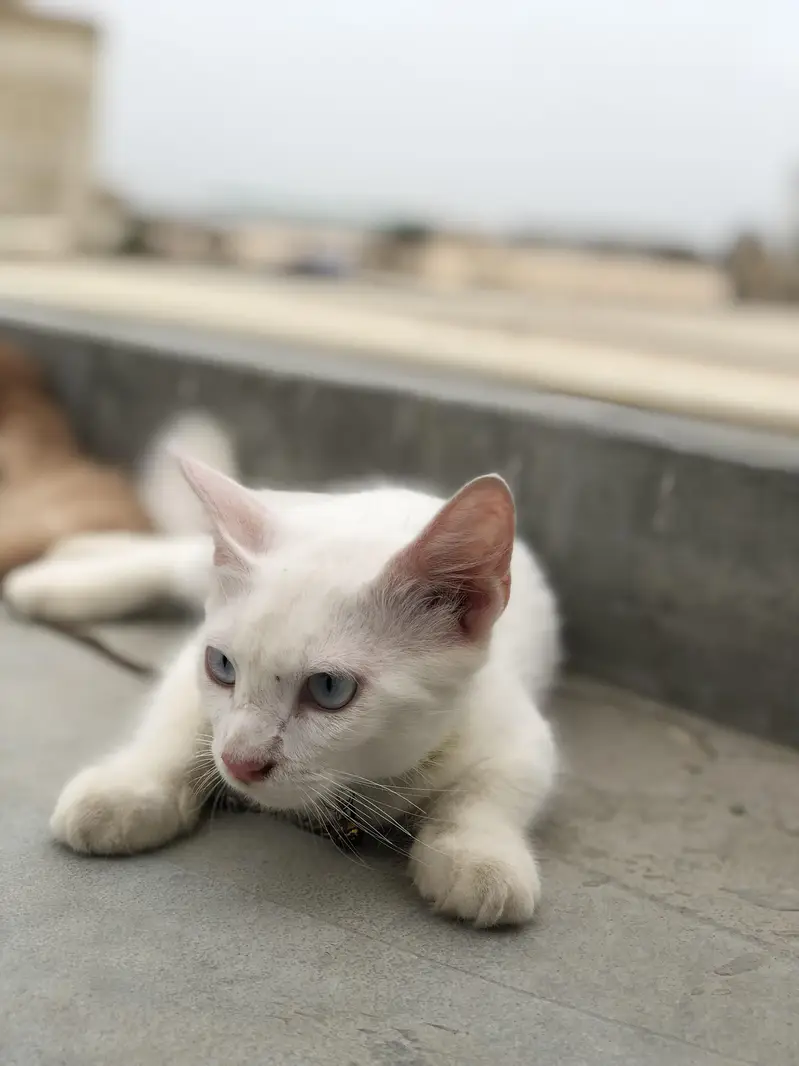 Persian Cats | Persian kittens | white cat | brown cat  | cat pair — photo 6